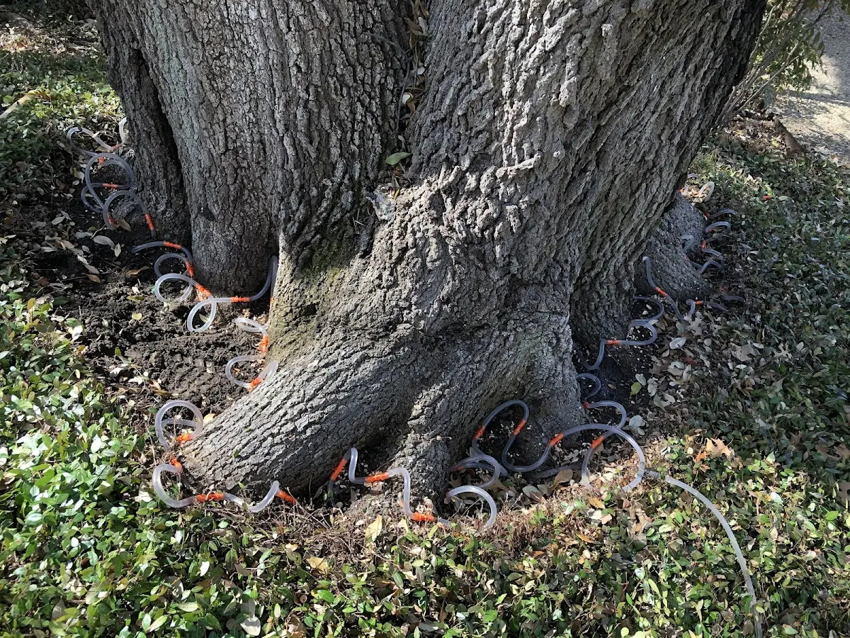 Detailed Tree Cabling and Bracing job site in Tracys Landing
