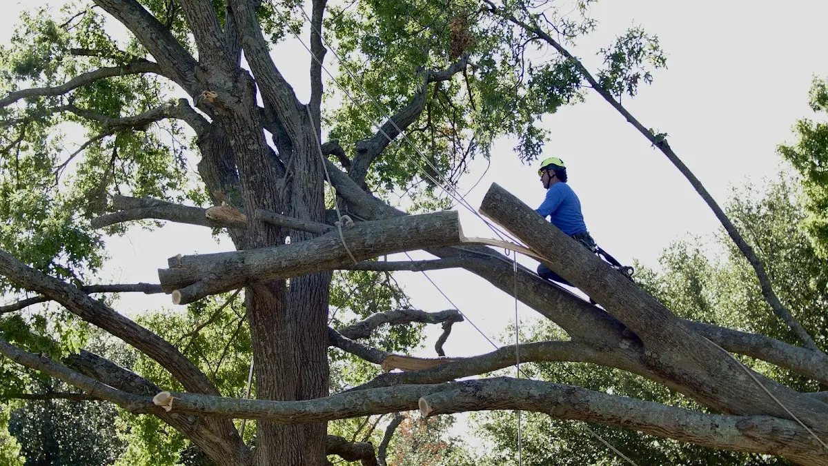 Professional Hazardous Tree Removal performed by certified arborists in Tracys Landing