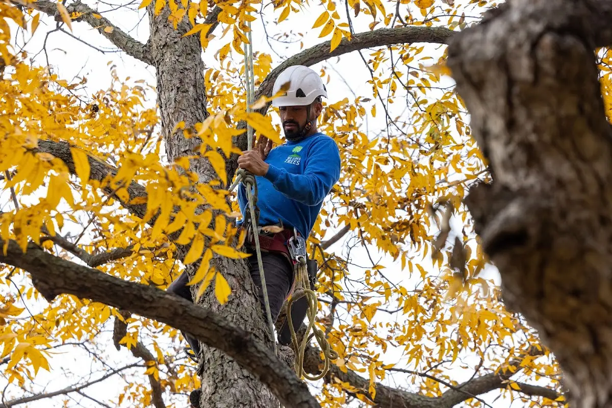 Skilled Tree Planing crew working in Tracys Landing