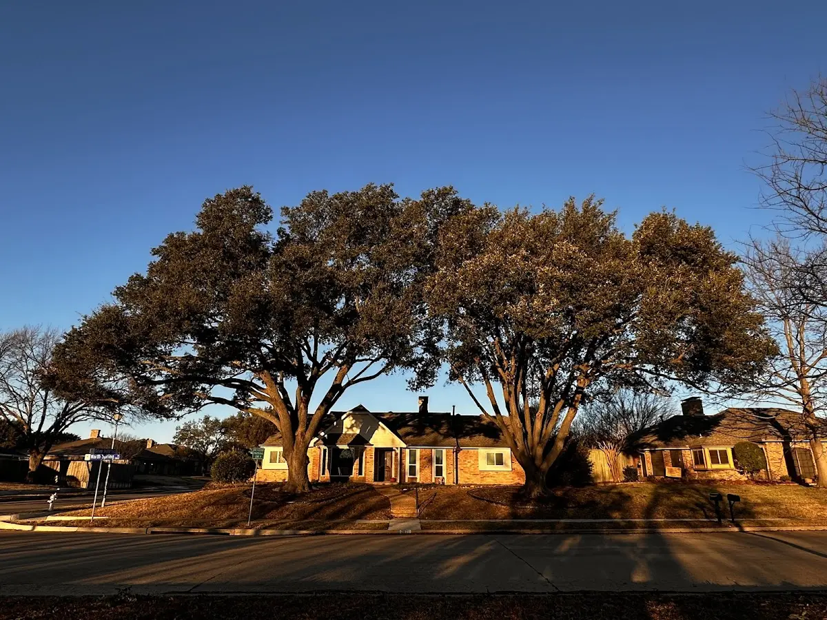 Established residential canopy tree shading a home in Tracys Landing
